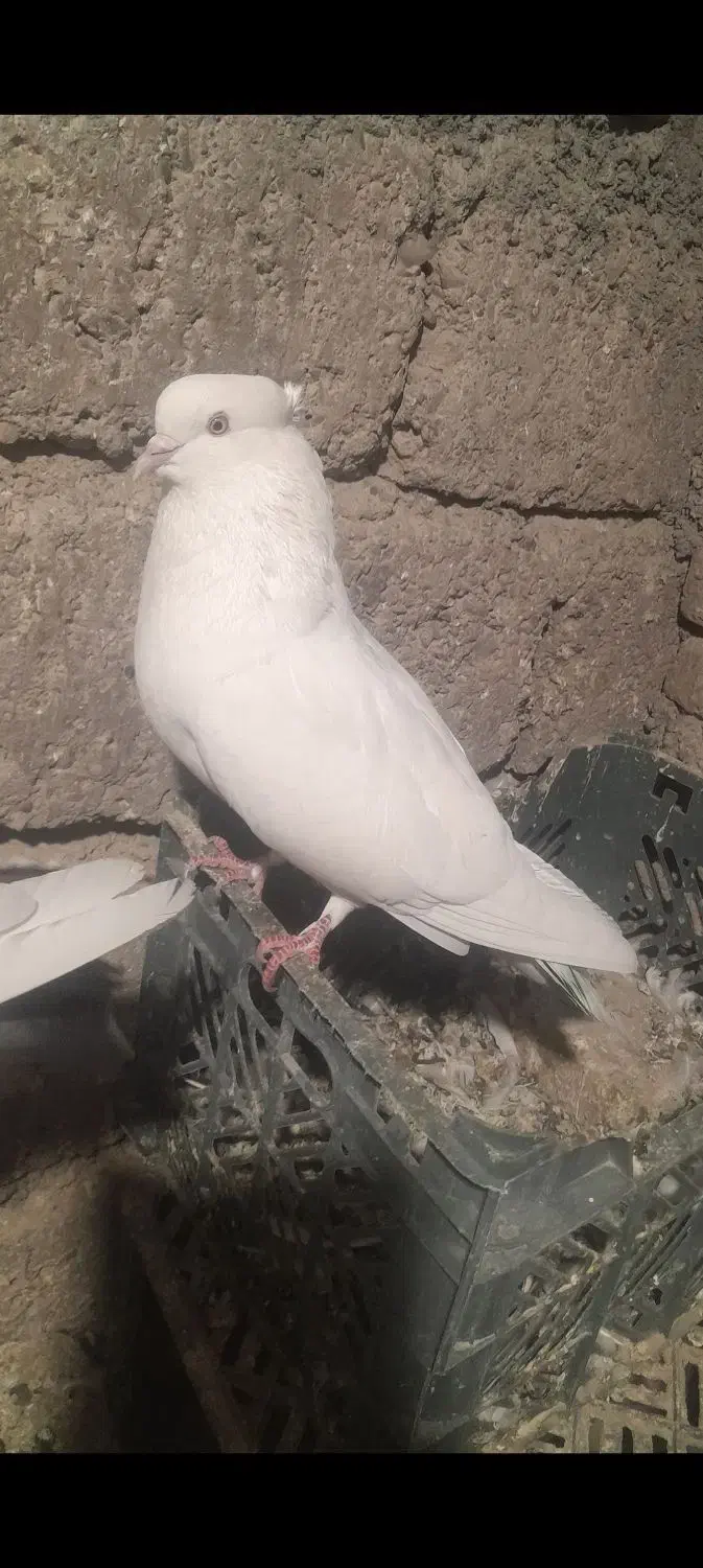 کبوتر|پرنده|بافت, |دیوار