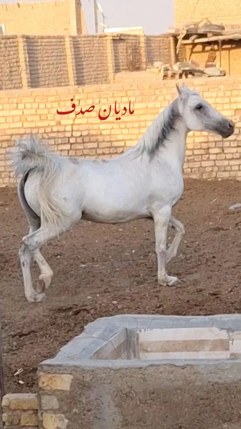 مادیان کرد فروشی|اسب و تجهیزات اسبسواری|ساوه, |دیوار