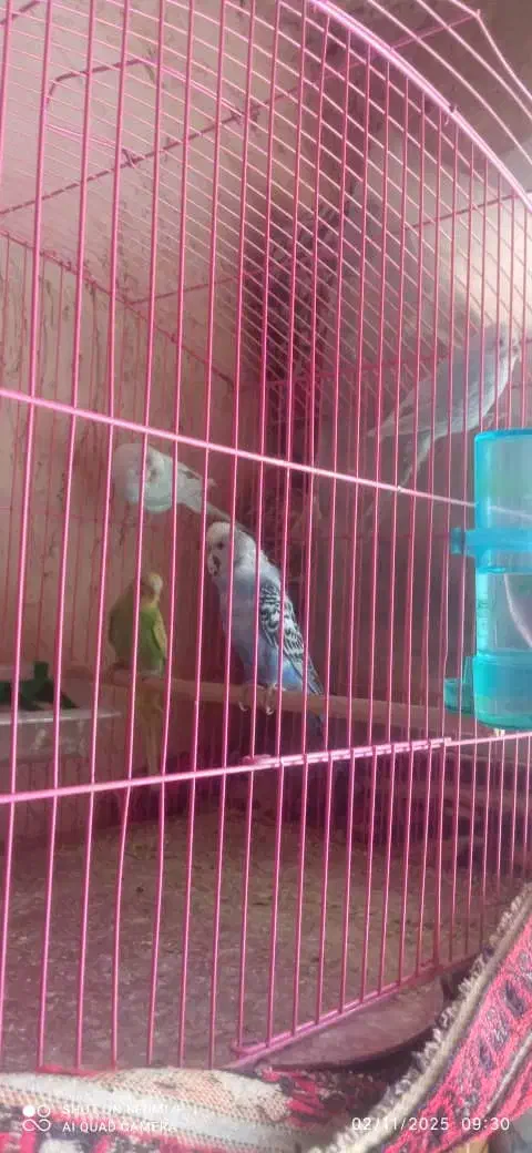 مرغ عشق با تخم|پرنده|شیراز, احمدآباد|دیوار