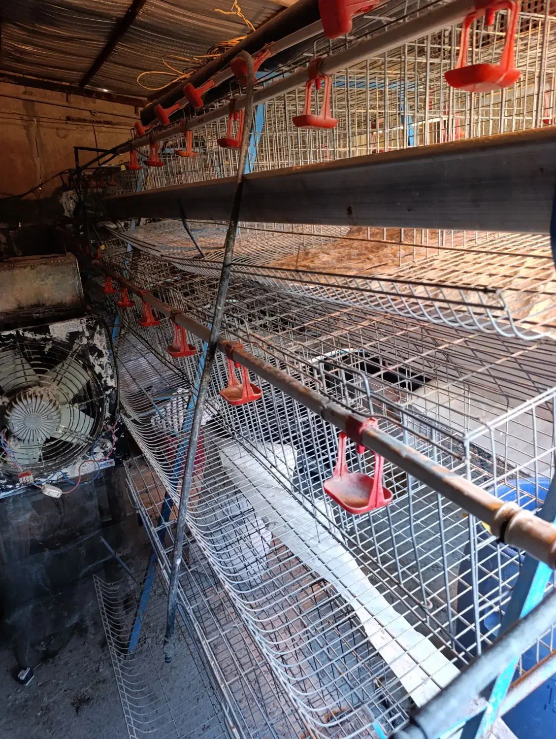 قفس مرغ تخمگزار|لوازم جانبی حیوانات|گهواره, |دیوار