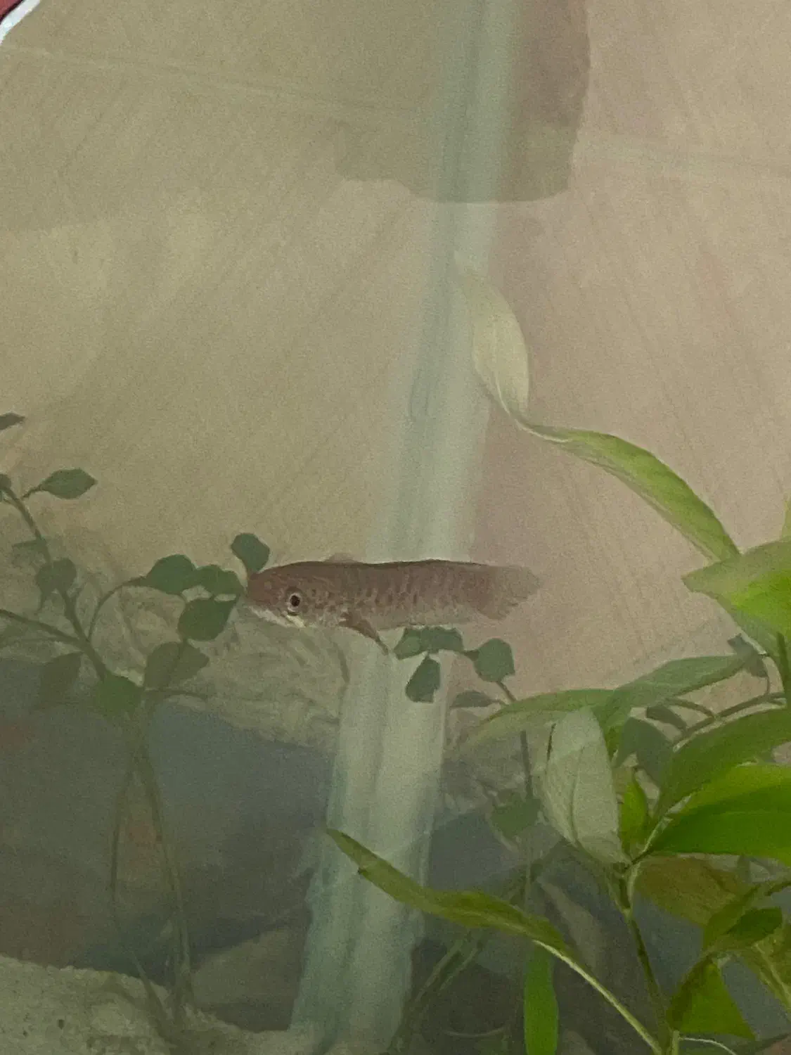 چانا|ماهی|تبریز, |دیوار