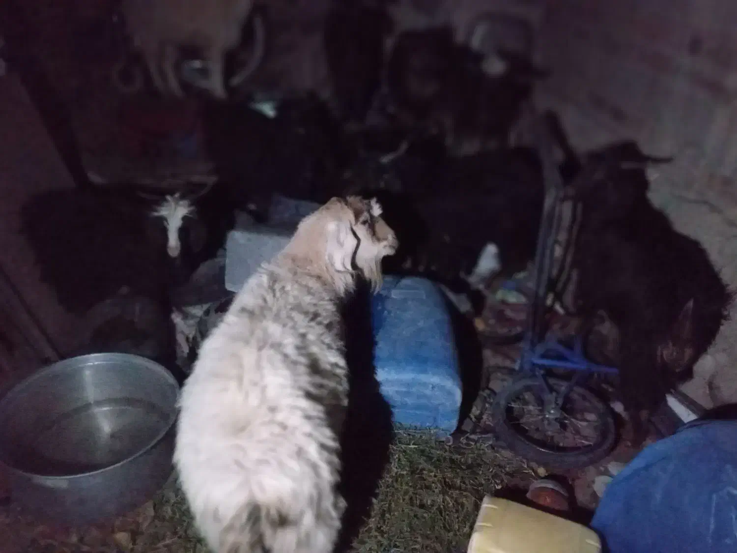 بز و تروشک|حیوانات مزرعه|تفتان, |دیوار