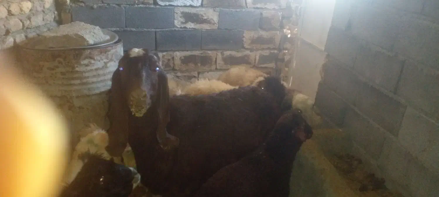 بزعربی اصل ابستن سه قلوزا|حیوانات مزرعه|باوله, |دیوار