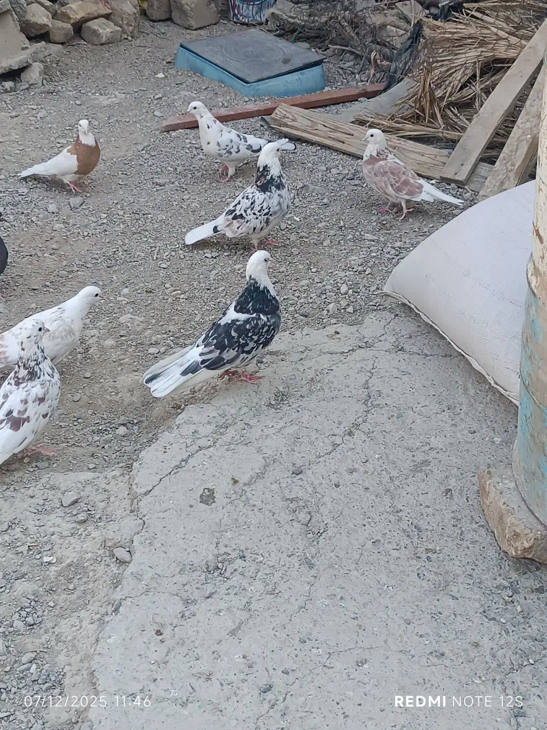 کبوتر|پرنده|نیمروز, |دیوار