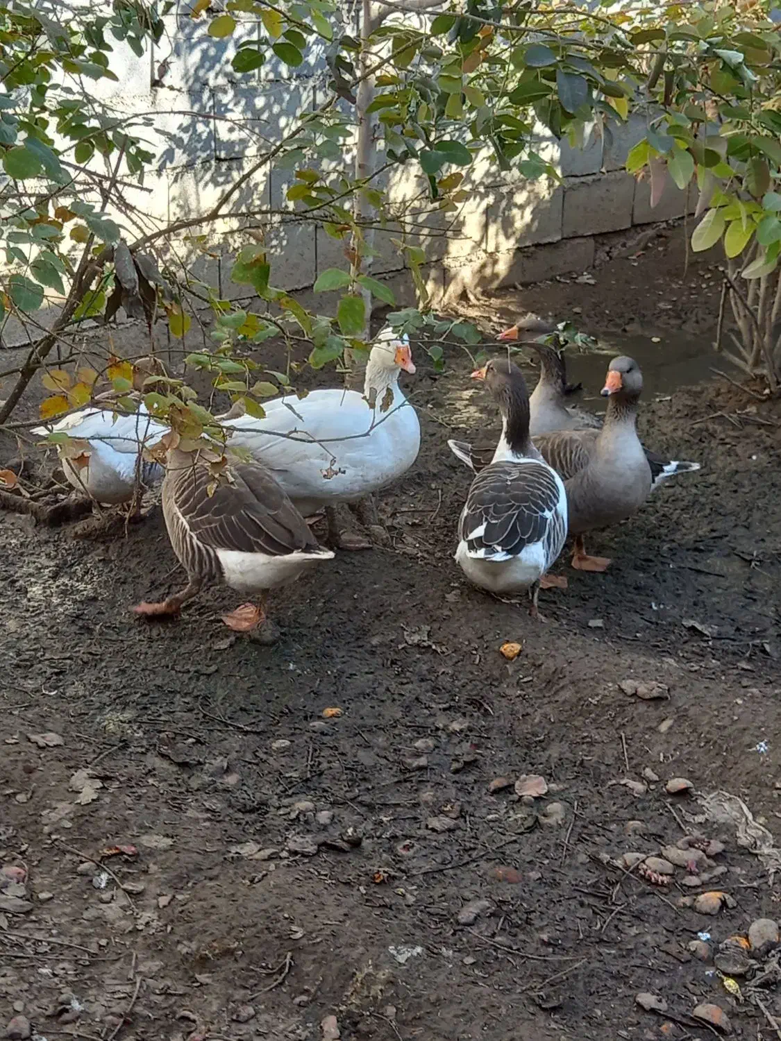 غاز|حیوانات مزرعه|ملایر, |دیوار