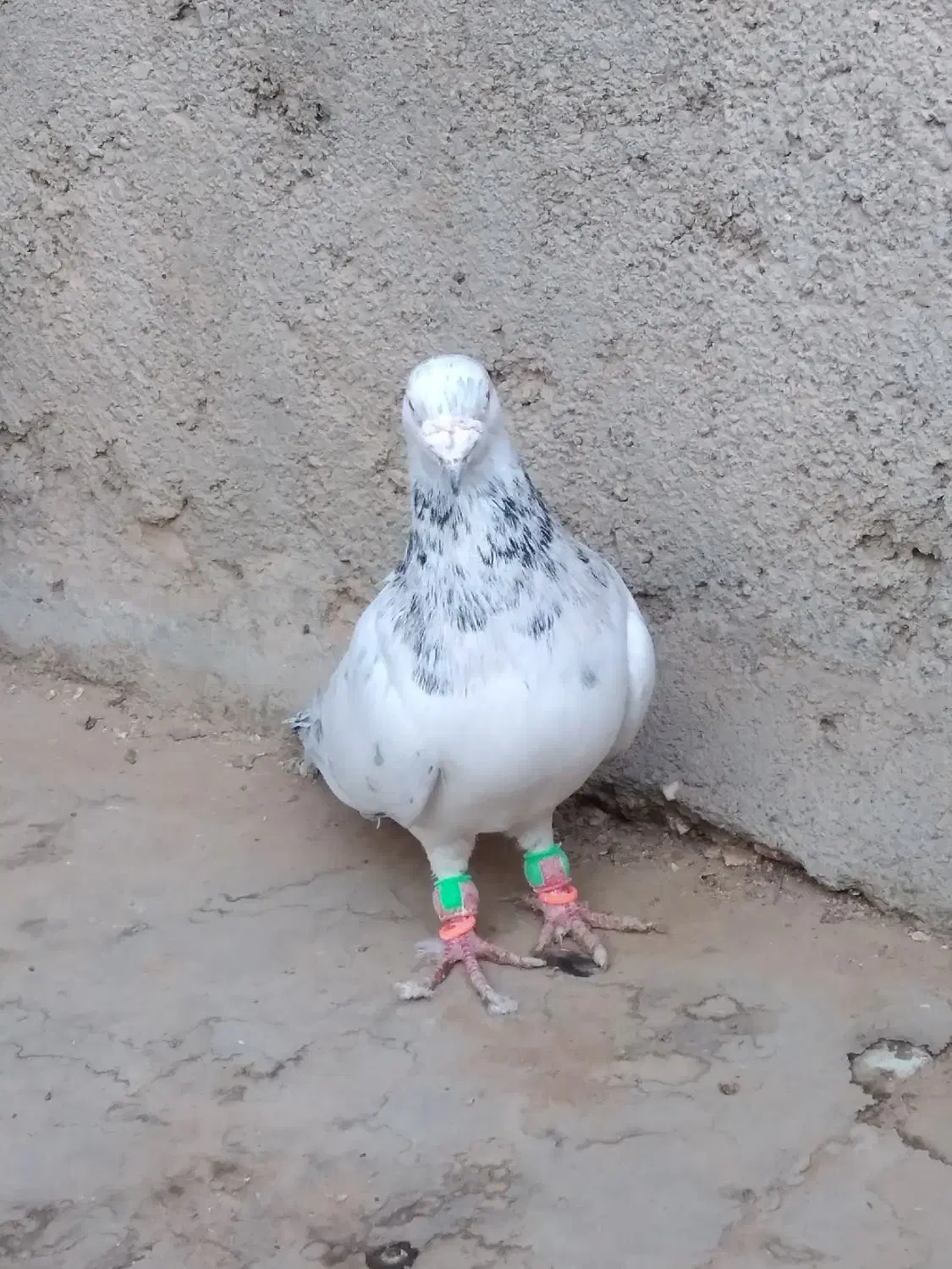 کفتر سار وپولکی قلدور نر|پرنده|مشهد, هفت تیر (نه دره)|دیوار