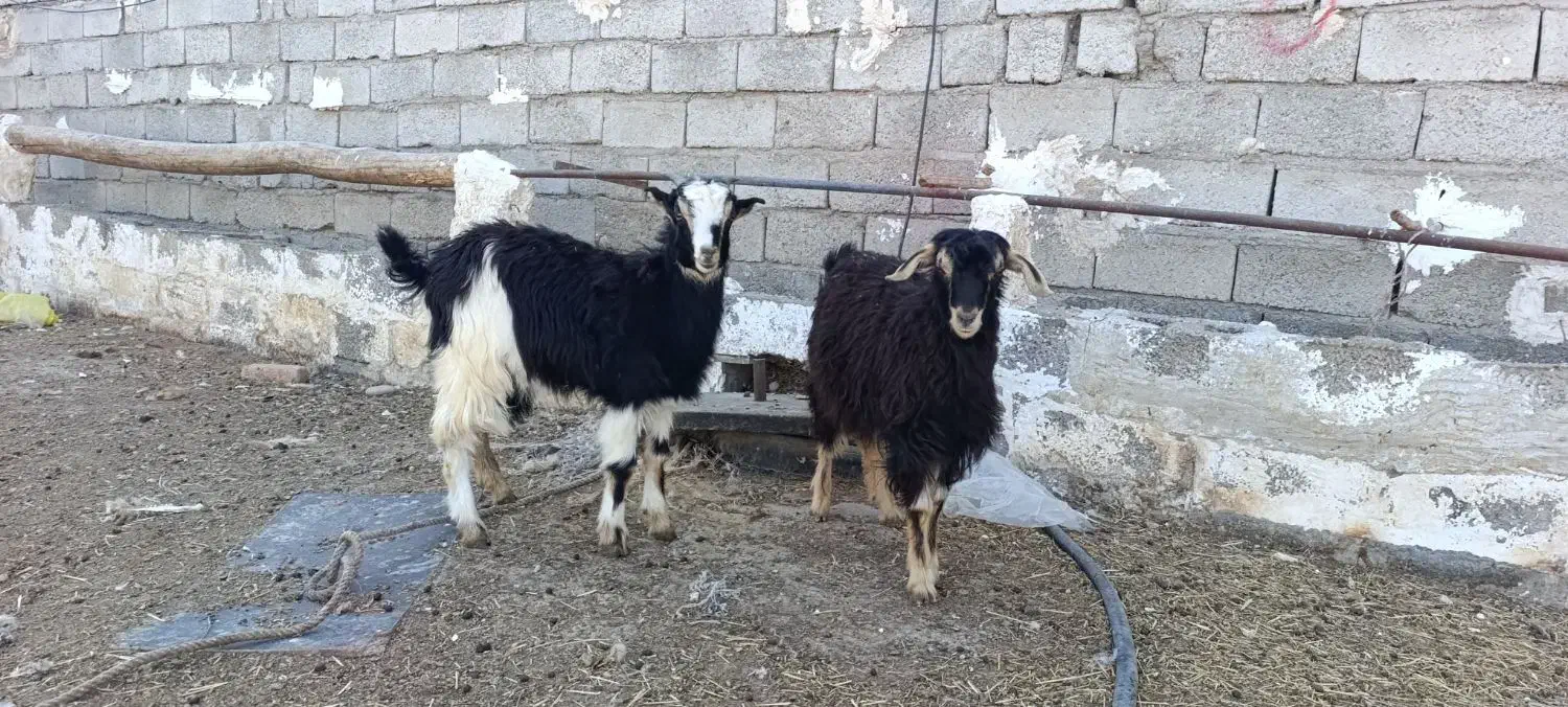 حیوانات مزرعه|حیوانات مزرعه|اردبیل, |دیوار