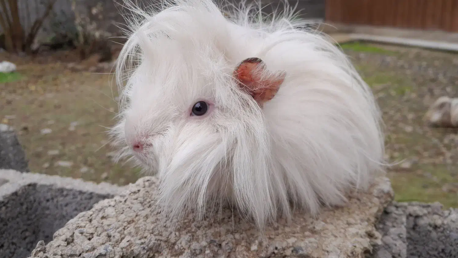 خوکچه هندی|موش و خرگوش|تولم شهر, |دیوار