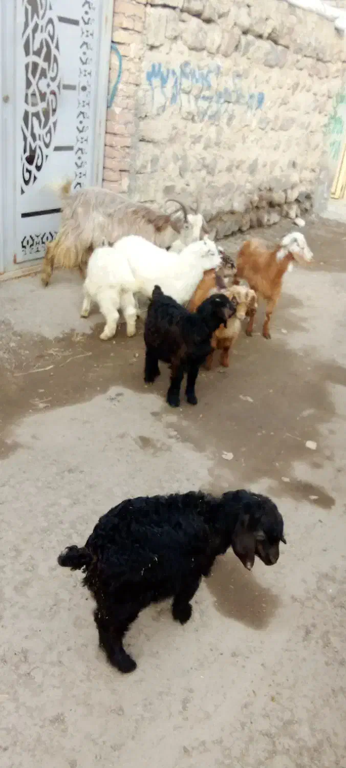 بزغاله اوتاخ|حیوانات مزرعه|مشگین شهر, |دیوار