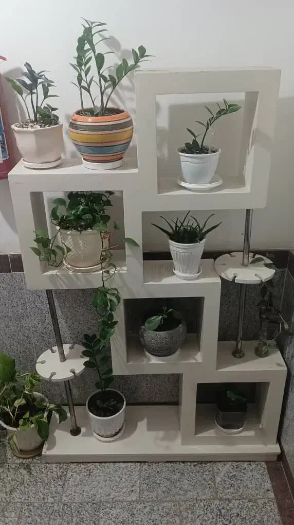 گل همراه با جاگلی|گل و گیاه طبیعی|قائم‌شهر, |دیوار