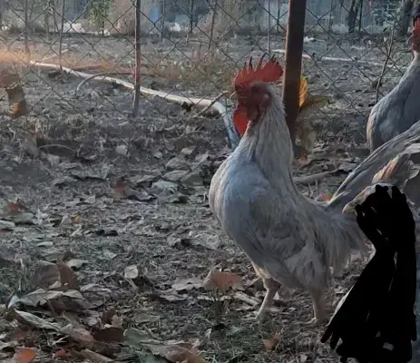 مرغ و خروس زینتی|حیوانات مزرعه|سنقر, |دیوار