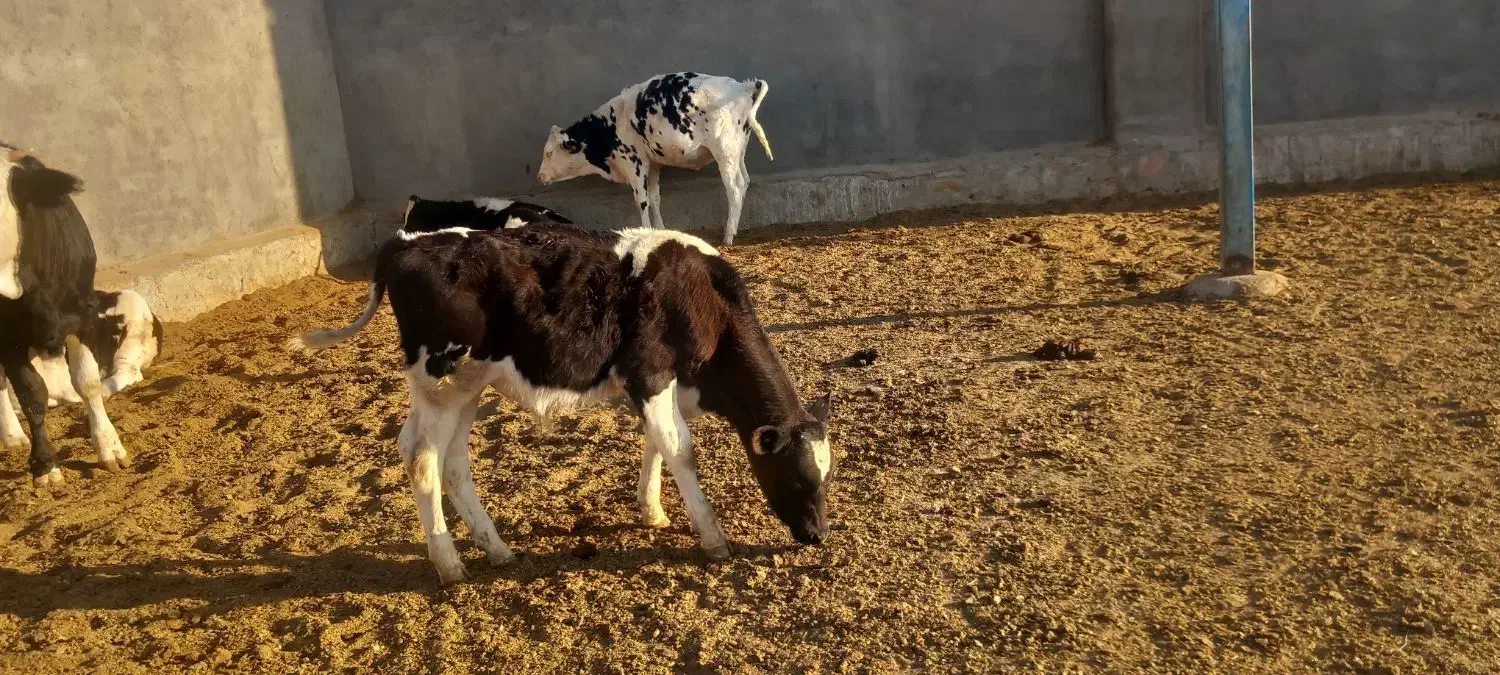 گوساله وگاو شیری|حیوانات مزرعه|باشتین, |دیوار