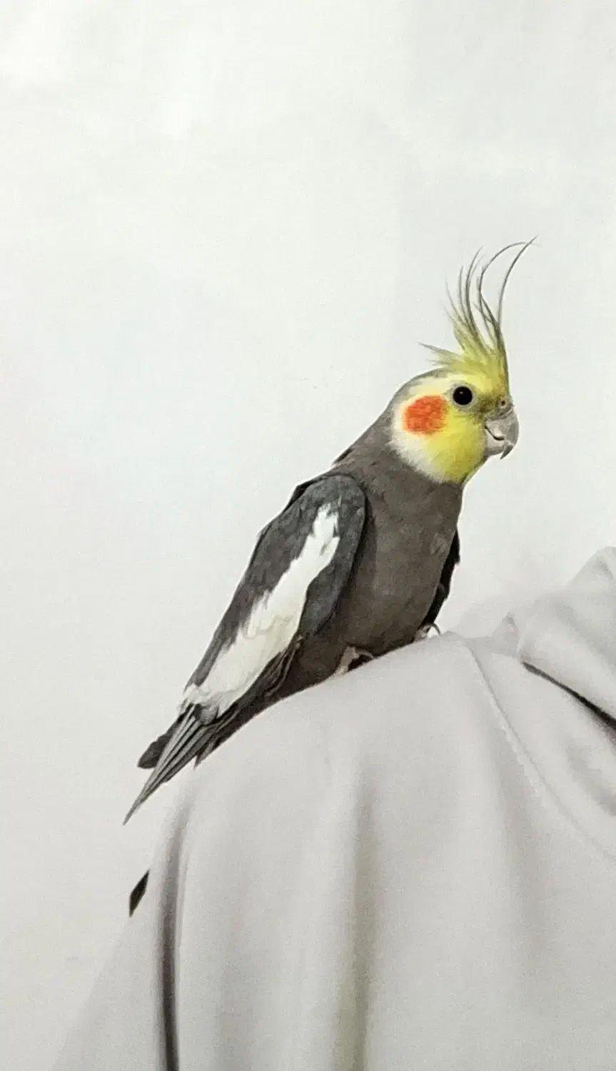 عروس هلندی|پرنده|رباط‌کریم, نصیرشهر|دیوار