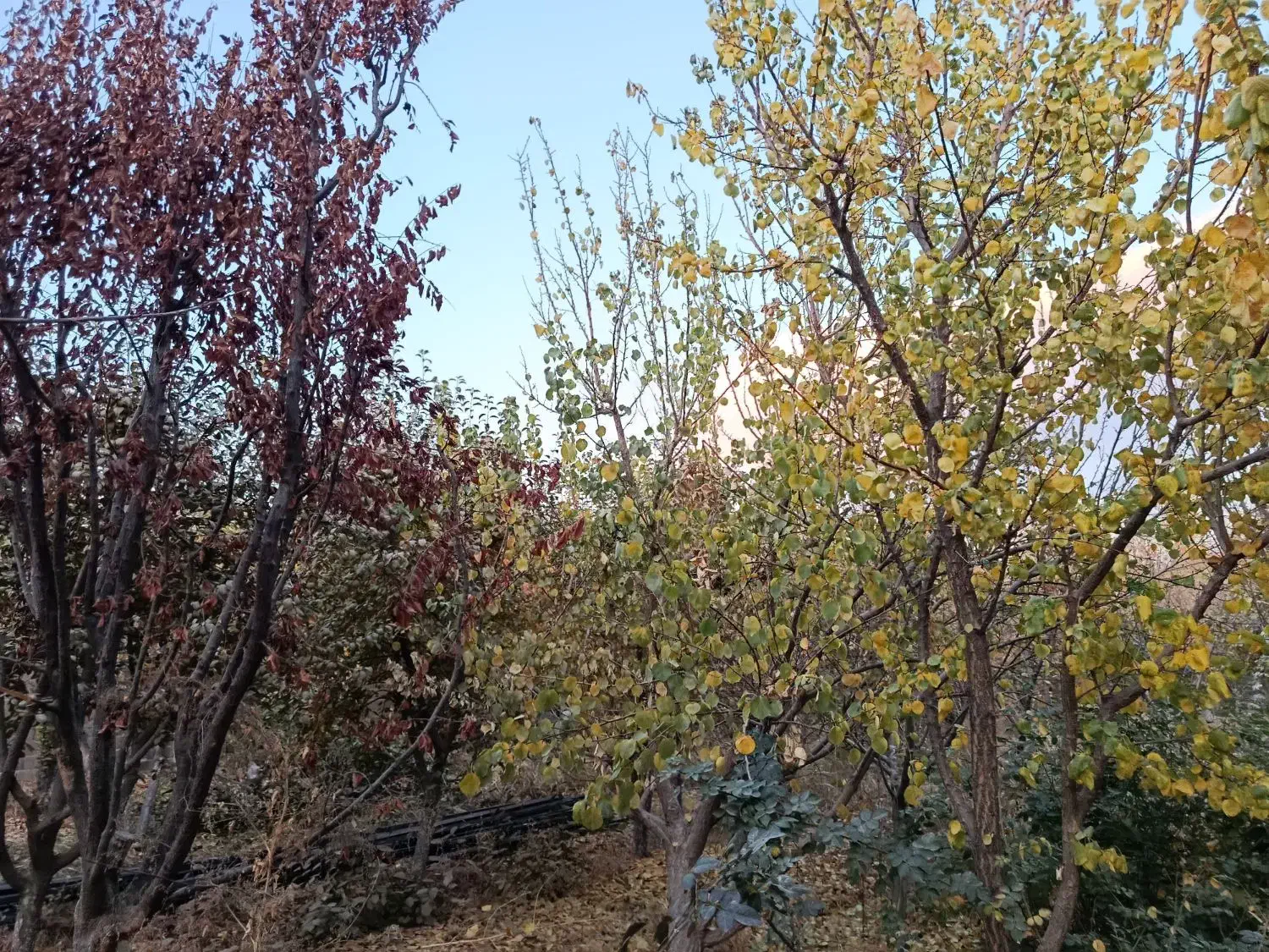 انواع درخت میوه ۸ سال به بالا تنه درشت و خوب|گل و گیاه طبیعی|چهاردانگه (تهران), |دیوار