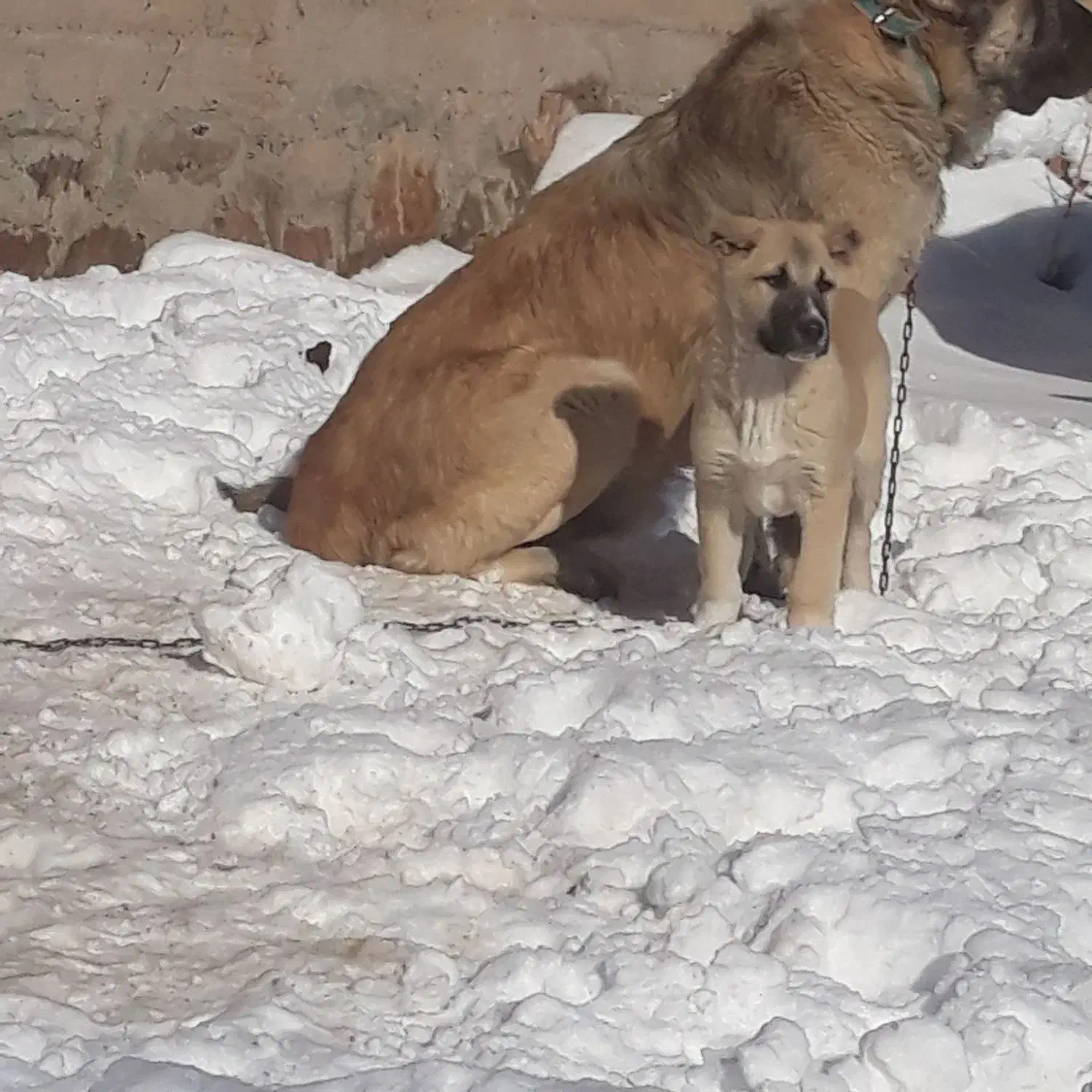 جوجه سرابی اصل|سگ|سراجو, |دیوار