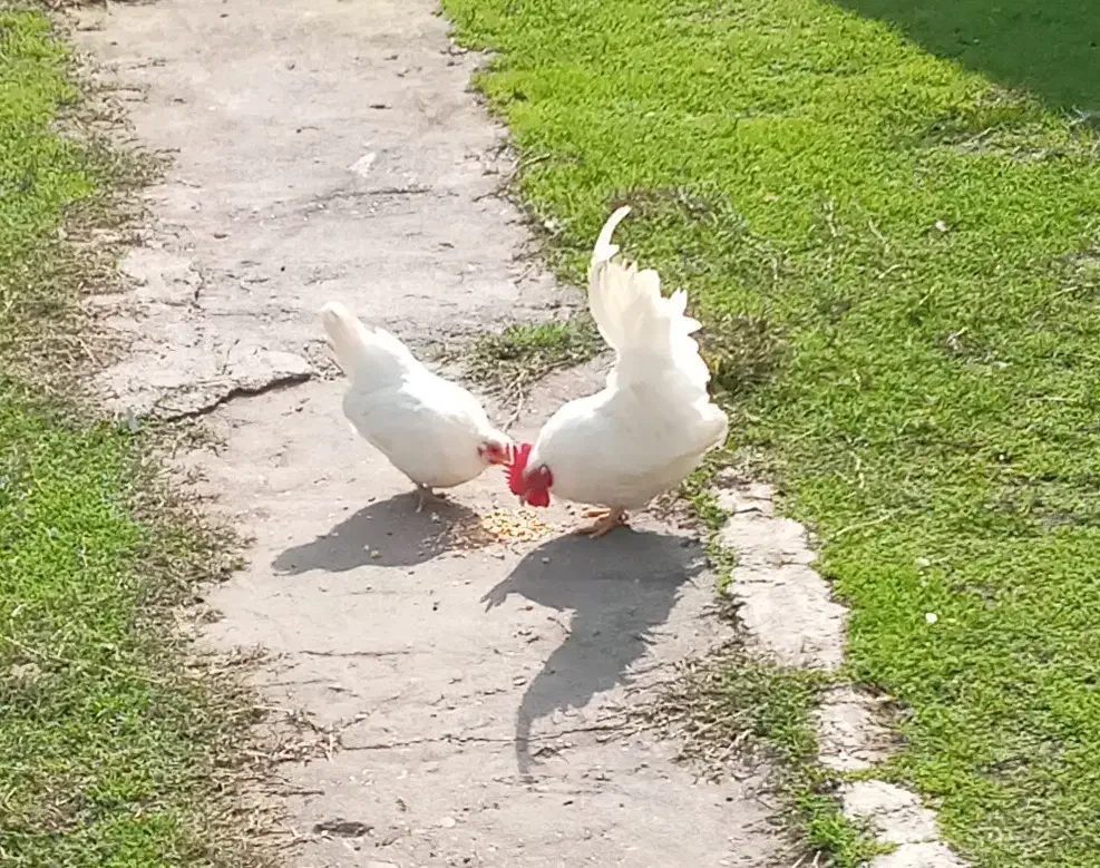 مرغ و خروس زینتی کوچک|حیوانات مزرعه|رضوانشهر, |دیوار