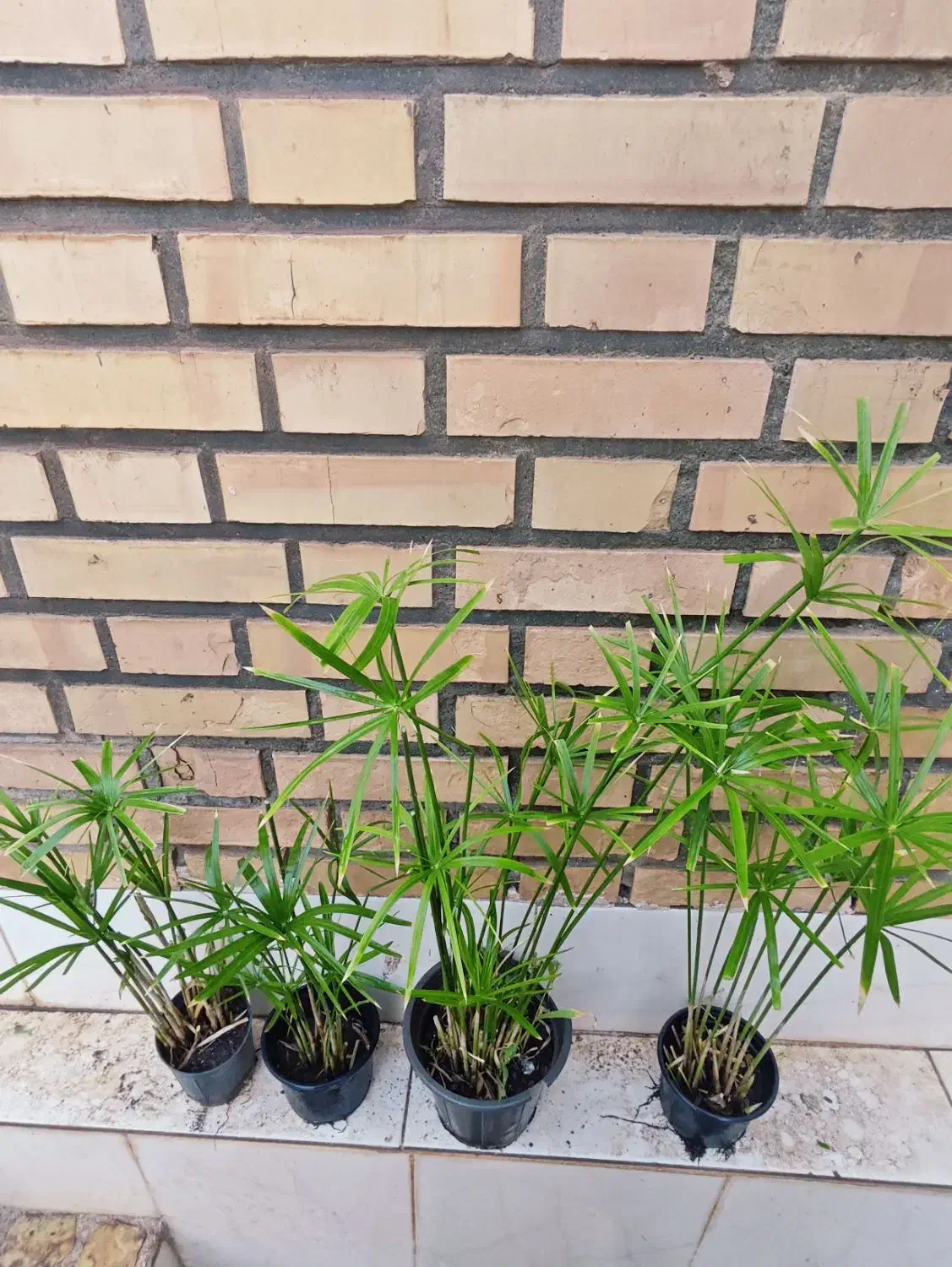 انواع گل|گل و گیاه طبیعی|سبزوار, کاشفی شمالی (دادگستری)|دیوار