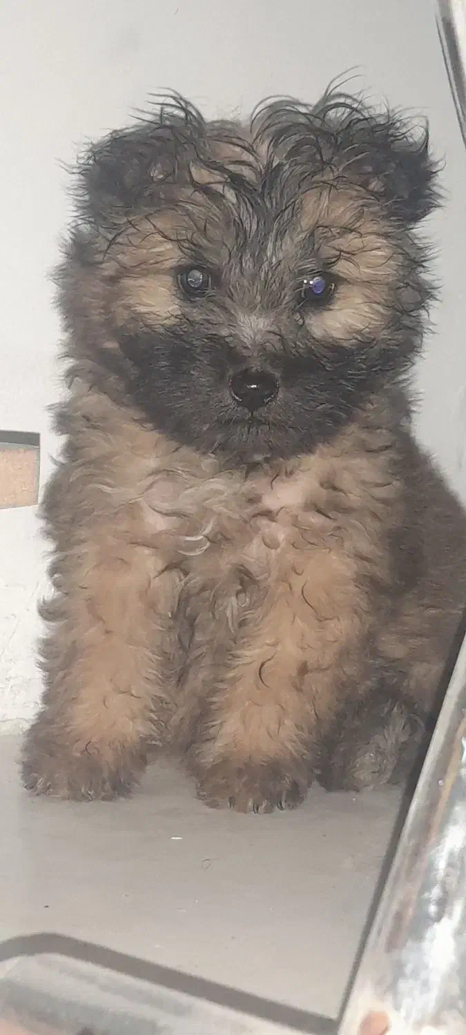 نژاد تریر|سگ|مشهد, میان ولایت|دیوار