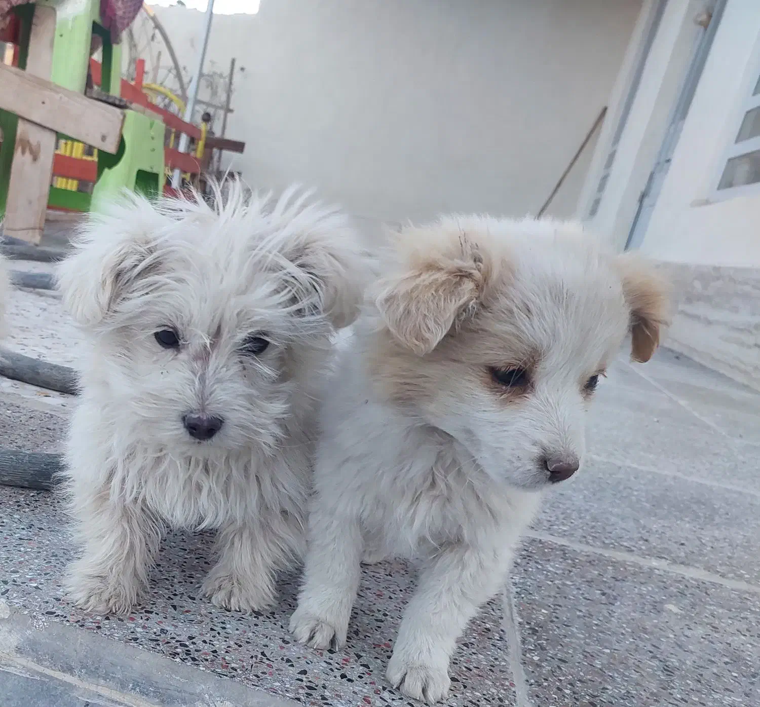 واگذاری سگ|سگ|فولادشهر, A3|دیوار