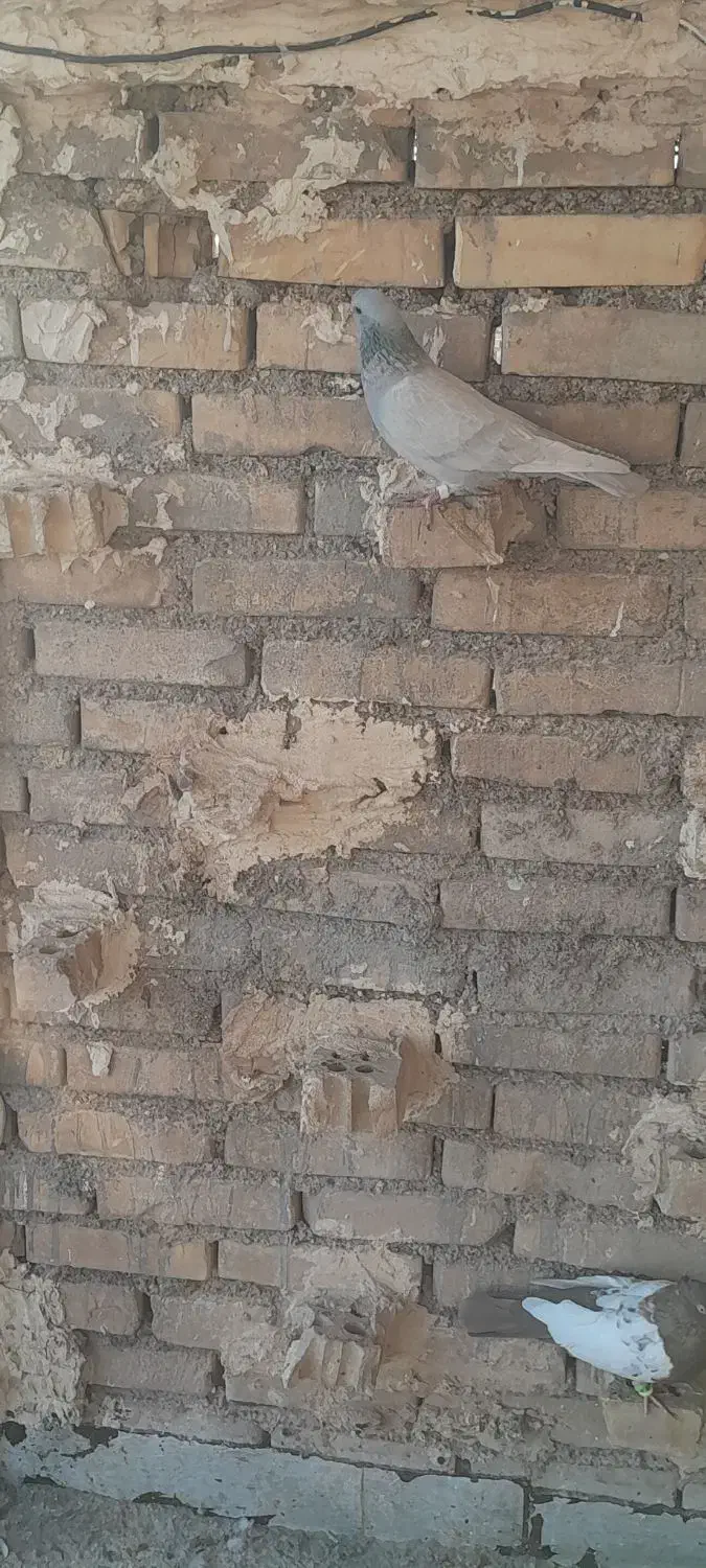 کوتعبدالله شهرک نور روبروی چمن مصنوعی|پرنده|اهواز, منازل کارون|دیوار