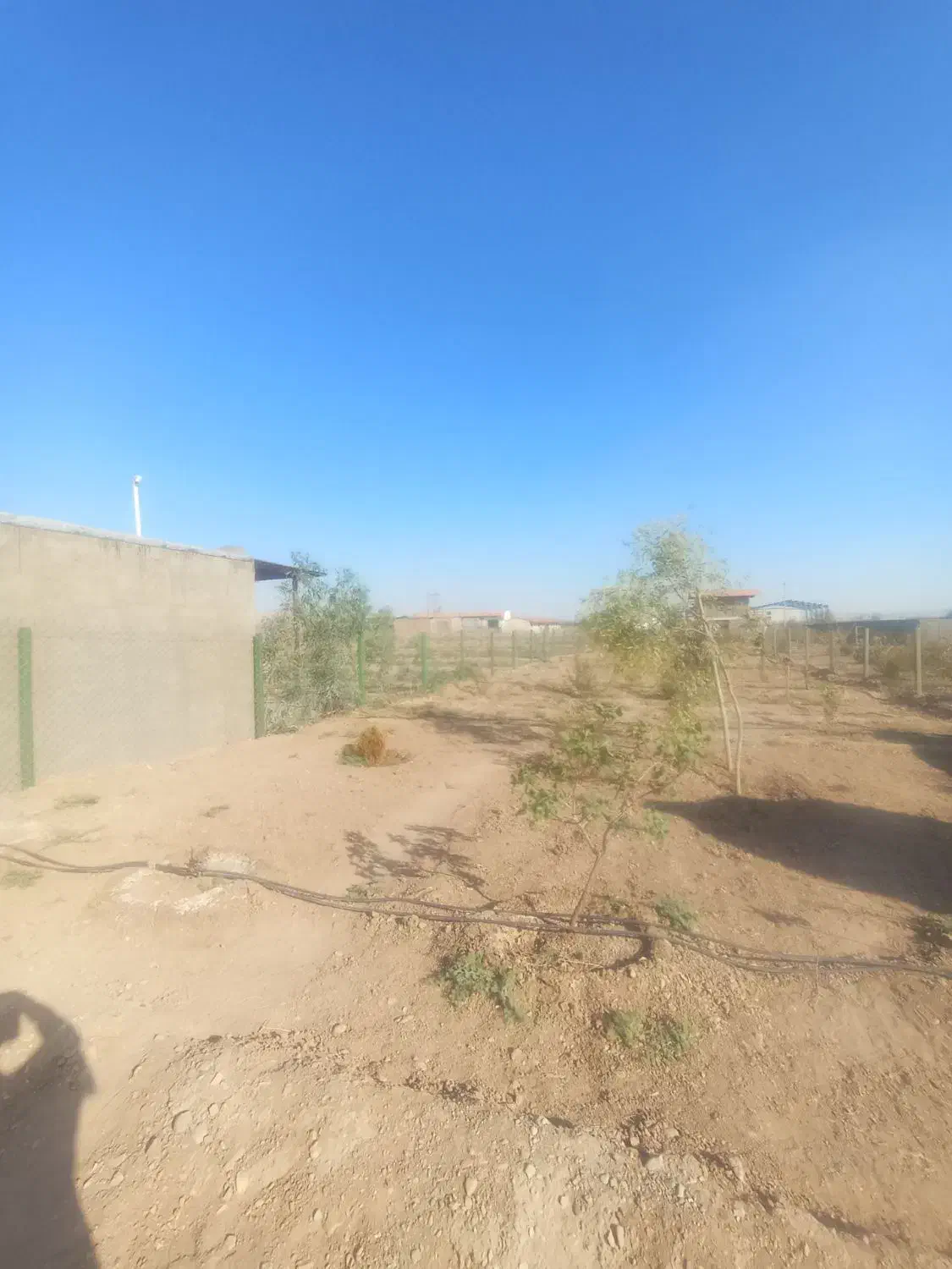 زمین باغ پسته به مساحت 500متر|فروش زمین و ملک کلنگی|شریف‌آباد, |دیوار