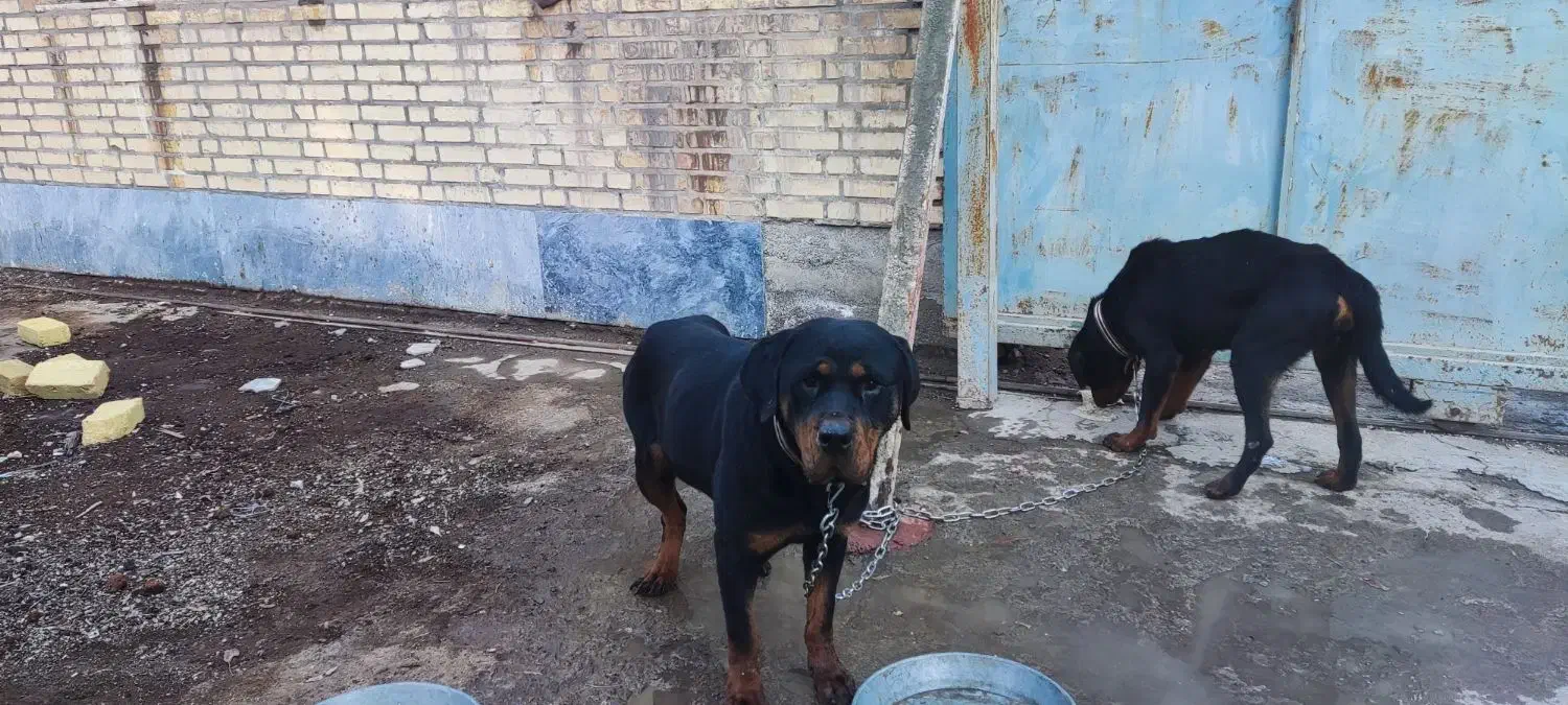 واگذاری سگ نژاد دار روتوایلر|سگ|کرج, بنیاد|دیوار