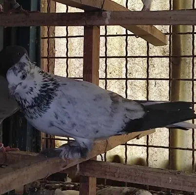 دسپر قوچی|پرنده|شهر ری, ظهیرآباد|دیوار