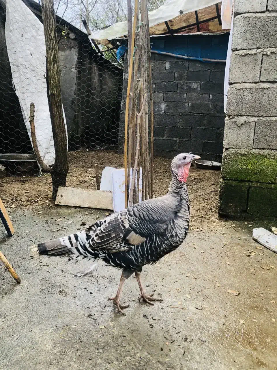 بوقلمون زنده|حیوانات مزرعه|رودسر, |دیوار