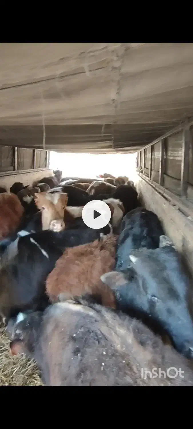 فروش ویژه گوساله نر لاغر|حیوانات مزرعه|جوادآباد, |دیوار