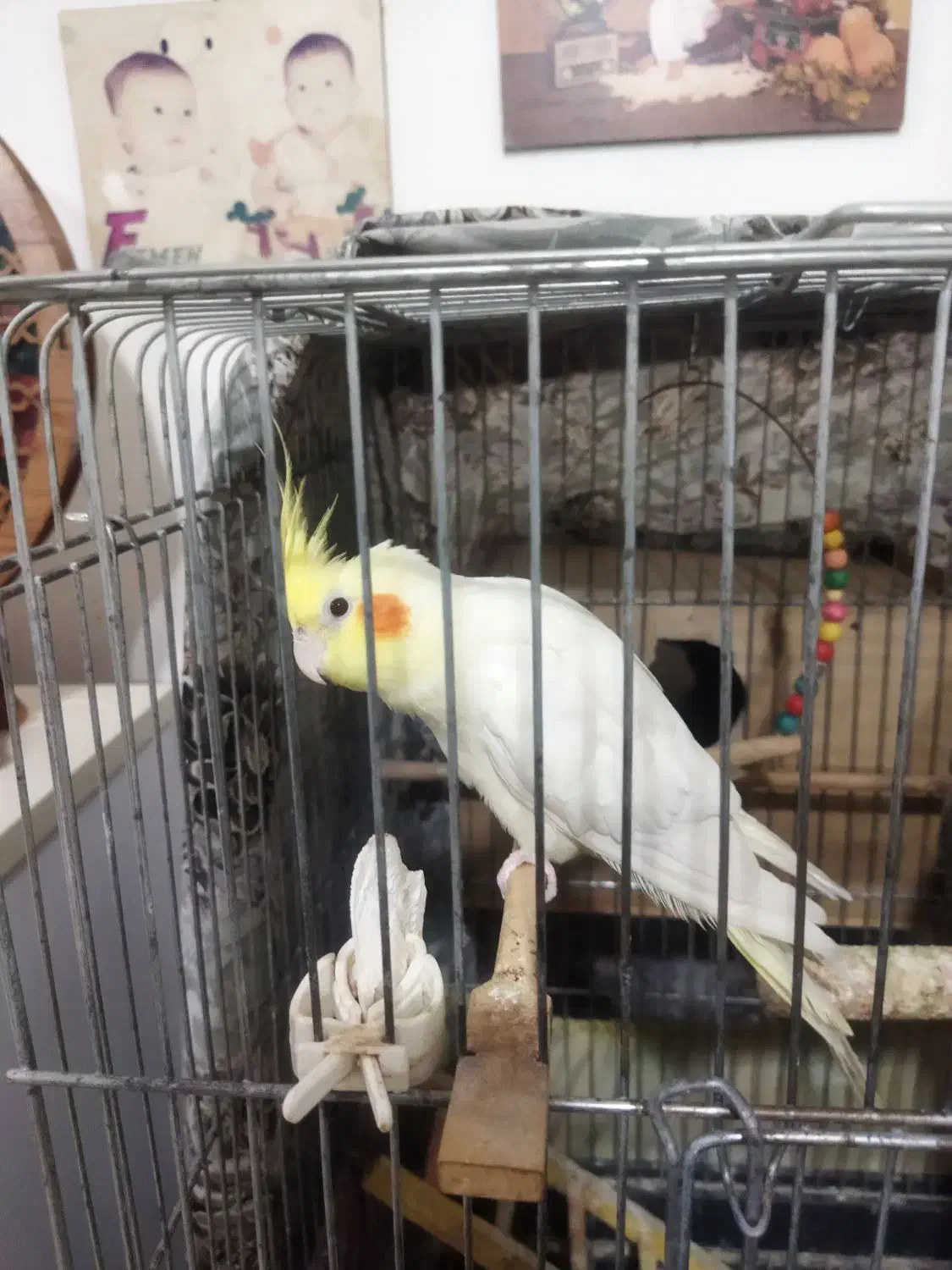 عروس هلندی فروشی. نر و ماده|پرنده|مینودشت, |دیوار