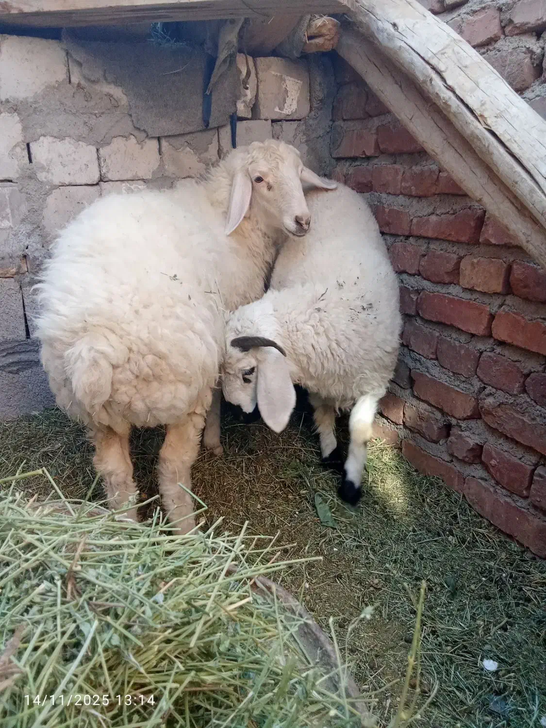 بره شیر نرو ماده|حیوانات مزرعه|کرمان, |دیوار