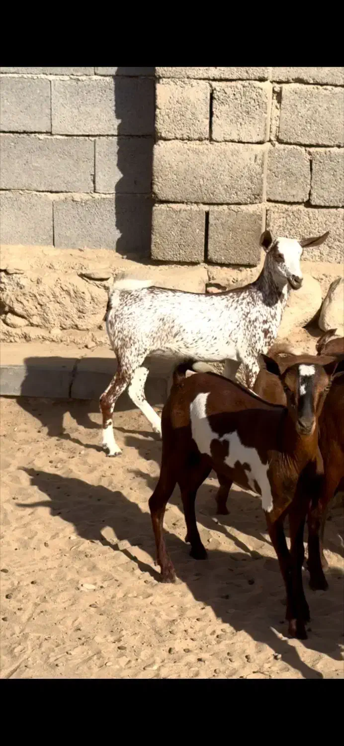 حیوون|حیوانات مزرعه|راور, |دیوار