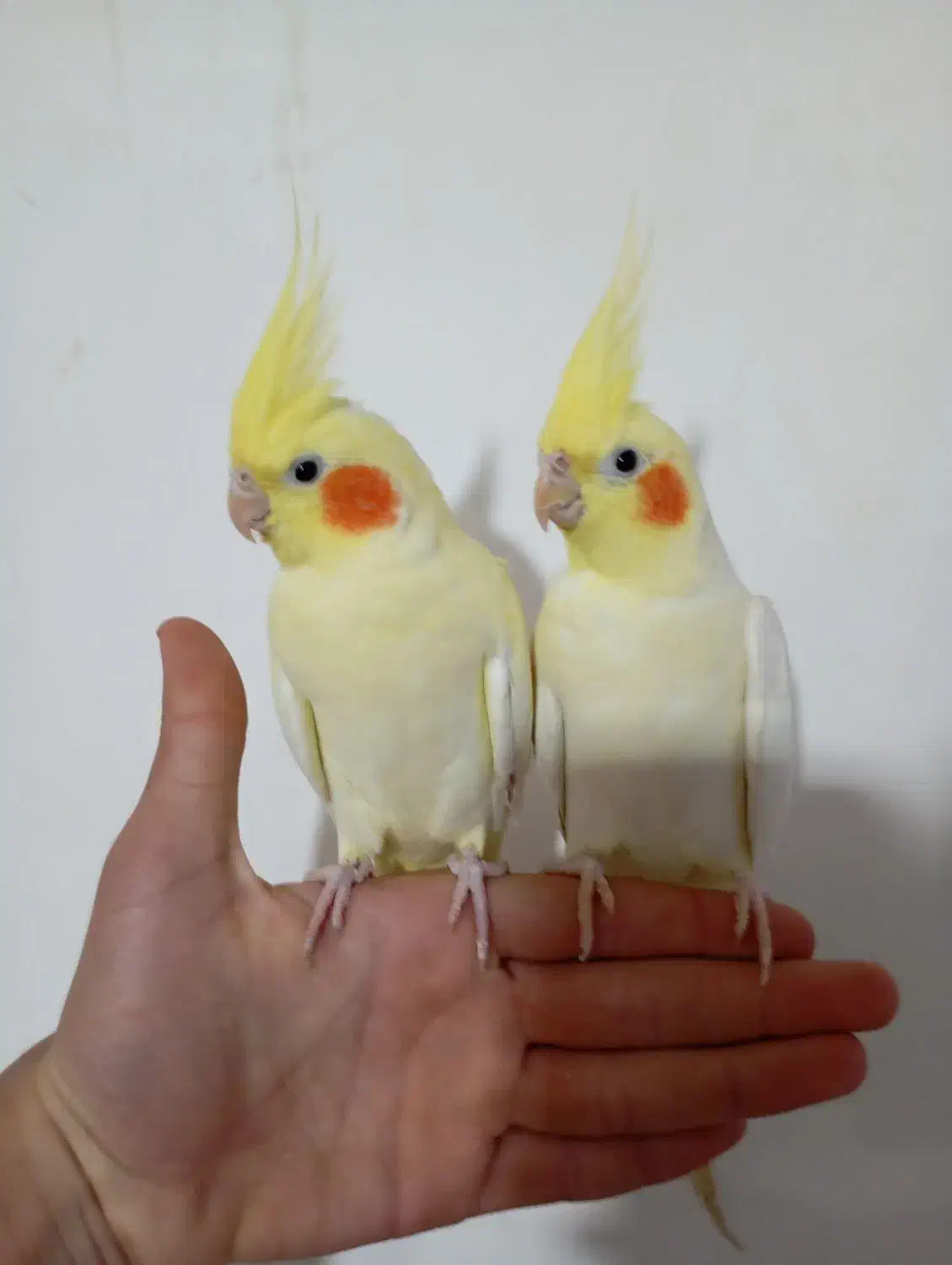 یه جفت عروس هلندی وبا دوتا جوجه|پرنده|اهر, |دیوار