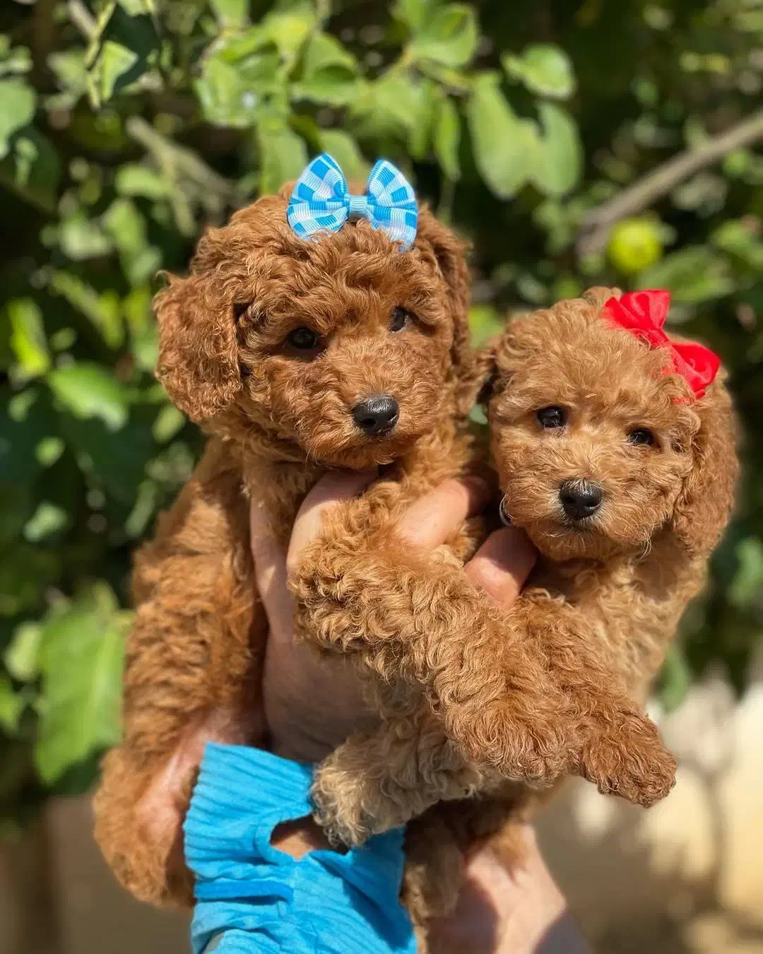 توله های نر و ماده پودل عروسکی|سگ|تهران, امانیه|دیوار