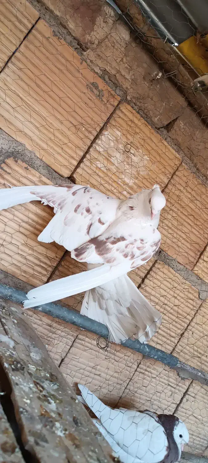 کفتر|پرنده|قم, نیروگاه|دیوار