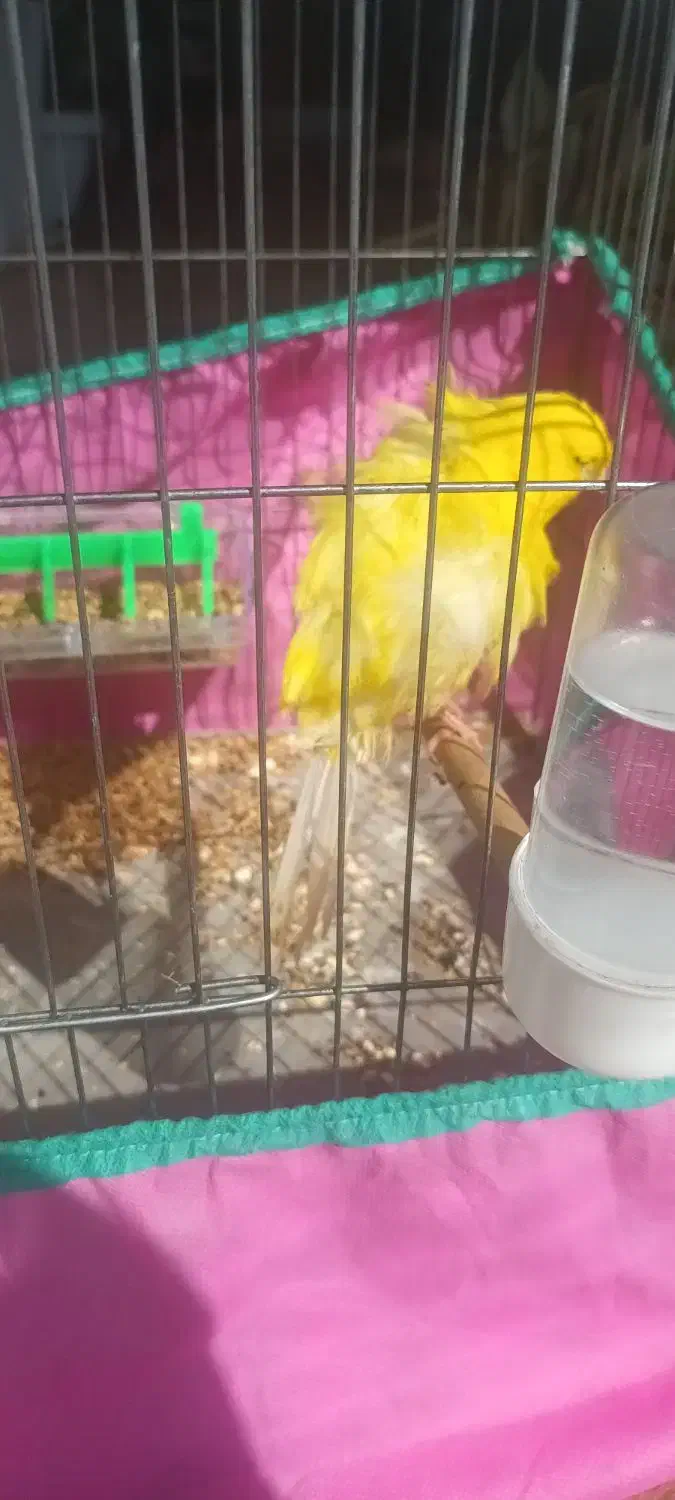 قناری فر|پرنده|بندر انزلی, بشمن|دیوار