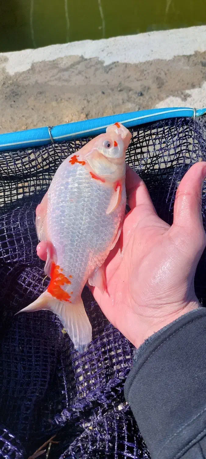 ماهی قرمز مولد آماده تخم ریزی|ماهی|اراک, |دیوار