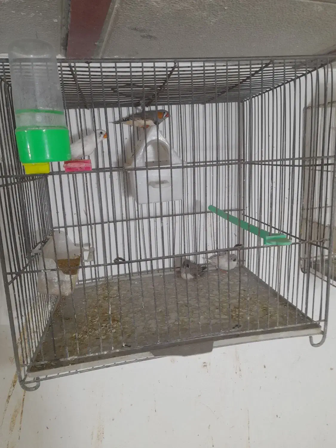 فنچ جفتکا با تخم و جوجه|پرنده|مشهد, پنجتن|دیوار