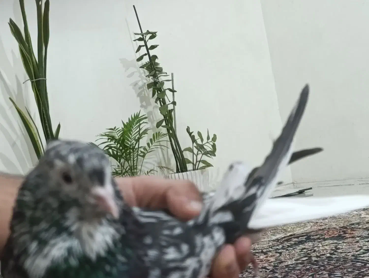 کوهی دم سفید|پرنده|اهواز, کوی رمضان|دیوار