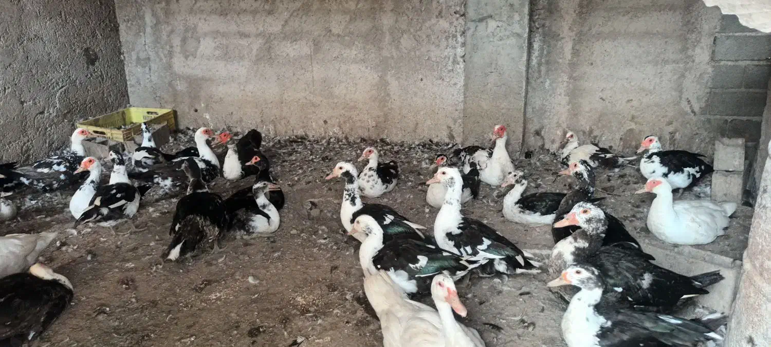 فروش اردک روسی یا اسرائیلی، ۳۵ عدد|حیوانات مزرعه|کلاردشت, |دیوار