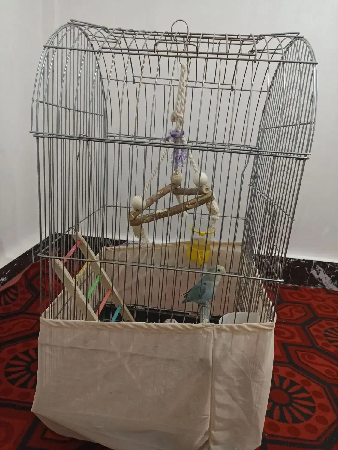 طوطی برزیلی|پرنده|شریفآباد, |دیوار