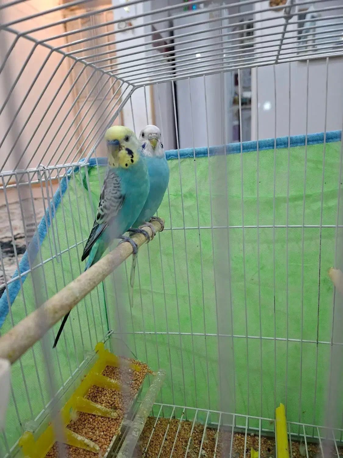 مرغ عشق نره ماده|پرنده|بندر ماهشهر, |دیوار