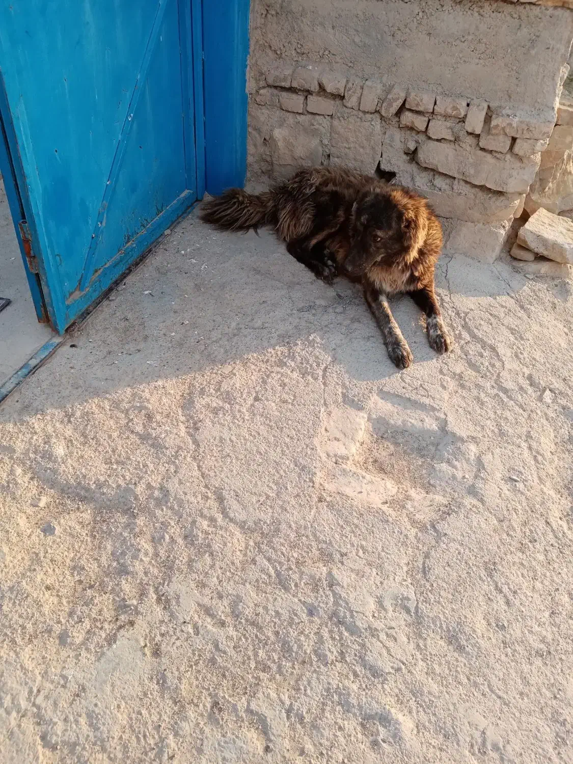 سگ گله ای|سگ|سرولایت, |دیوار