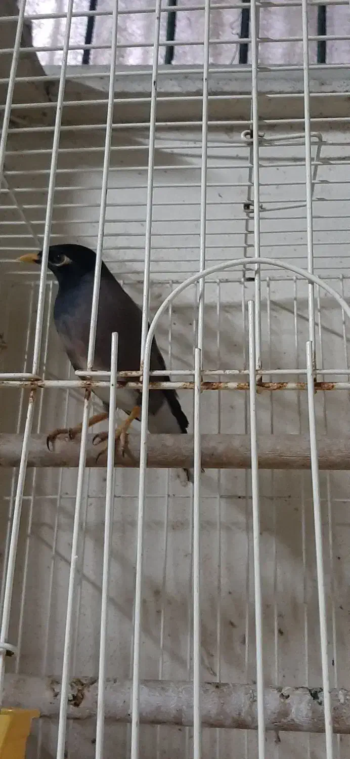 مینا خوش صدا|پرنده|تهران, منیریه|دیوار