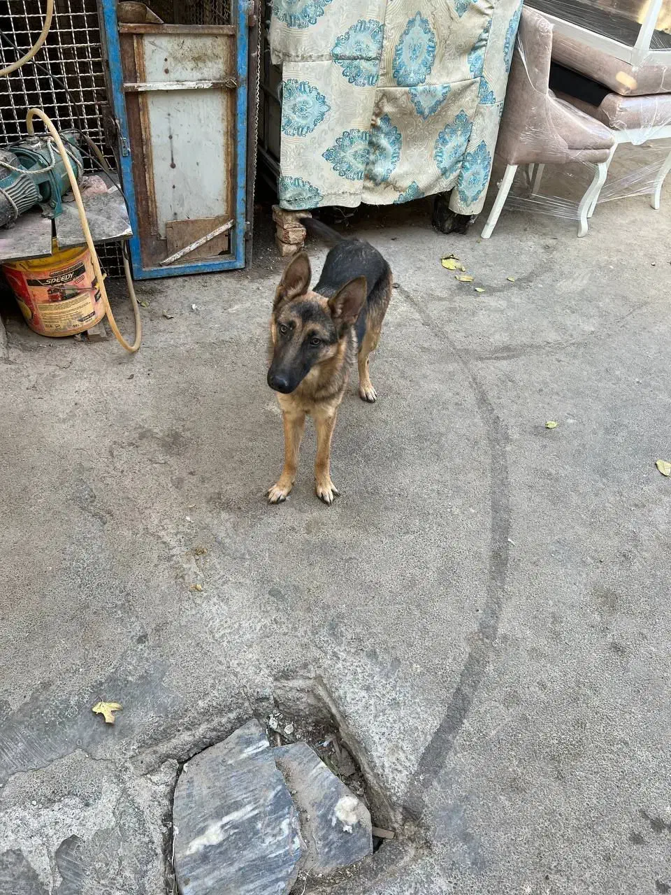 ژرمن شولاین|سگ|فردوسیه, |دیوار