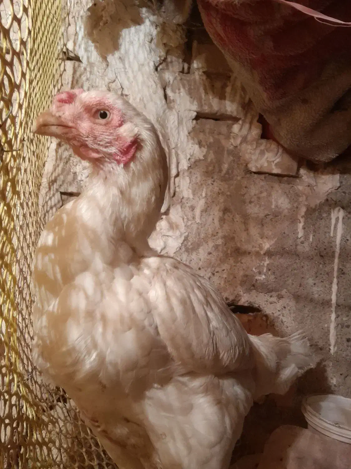 مرغ لاری تخمگذار|حیوانات مزرعه|مشهد, رده|دیوار