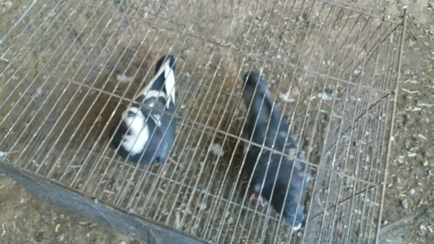 کفترپرشی|پرنده|نوده انقلاب, |دیوار