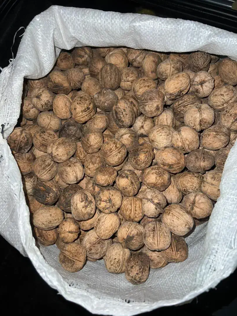 خریدار گردو هستم|عمدهفروشی|سلماس, |دیوار