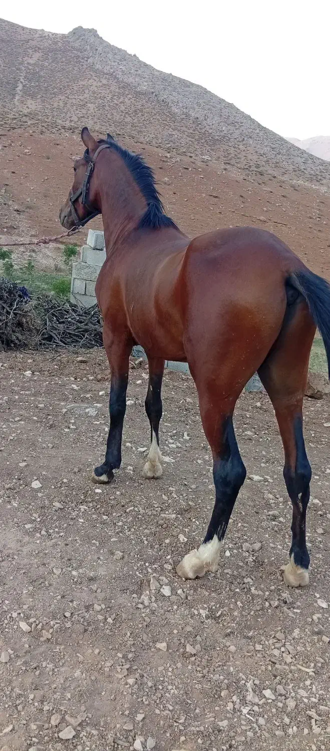 اسب اصیل|اسب و تجهیزات اسبسواری|شوشتر, |دیوار