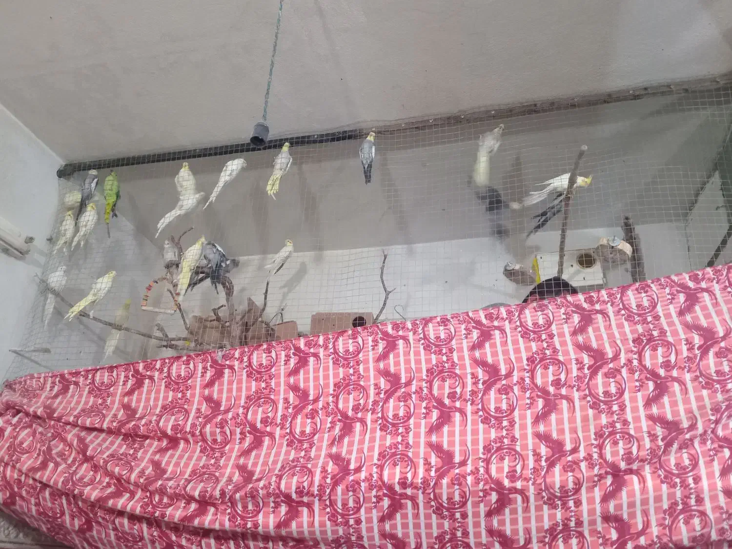 عروس هلندی|پرنده|خرمآباد, |دیوار